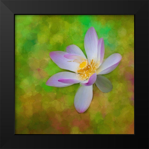 A photo painting of a waterlily Black Modern Wood Framed Art Print by Haddad, Sheila