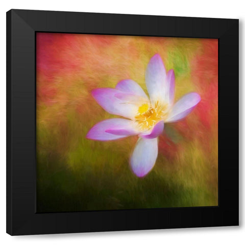 A photo painting of a waterlily Black Modern Wood Framed Art Print with Double Matting by Haddad, Sheila