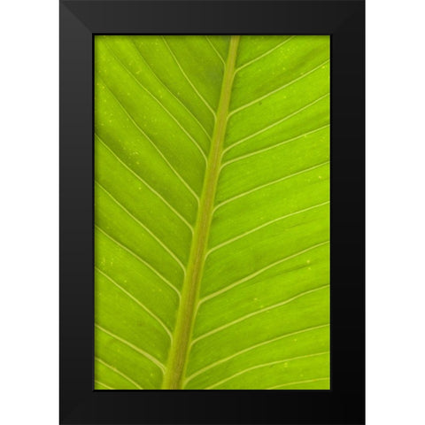 Close-up of veins in a green leaf Black Modern Wood Framed Art Print by Haseltine, Tom