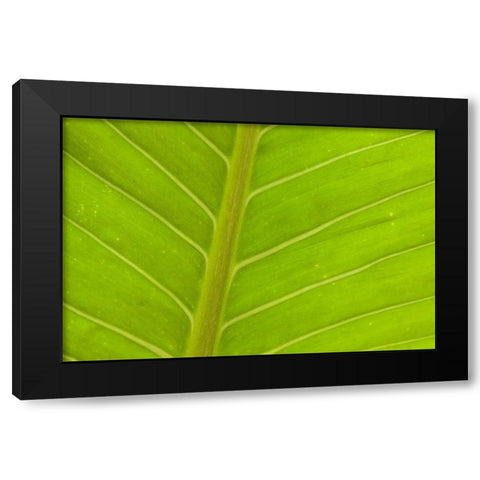 Close-up of veins in a green leaf Black Modern Wood Framed Art Print by Haseltine, Tom