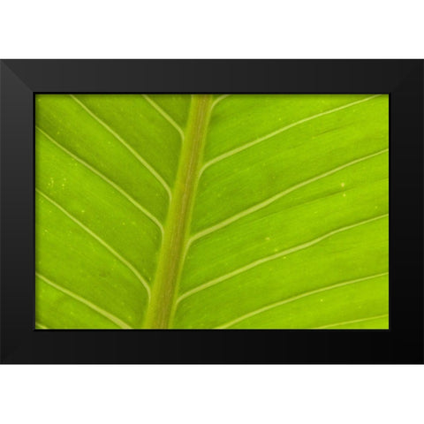 Close-up of veins in a green leaf Black Modern Wood Framed Art Print by Haseltine, Tom