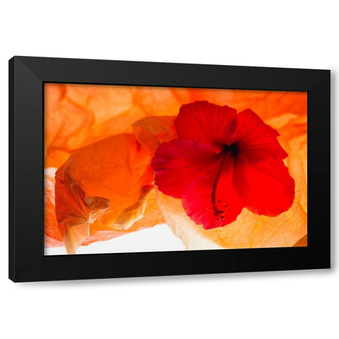 Hibiscus Flower and Tissue Paper with Light Black Modern Wood Framed Art Print with Double Matting by Beraldo, Zandina Muench