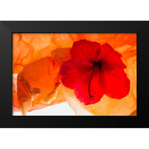 Hibiscus Flower and Tissue Paper with Light Black Modern Wood Framed Art Print by Beraldo, Zandina Muench