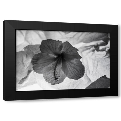Hibiscus Flower and Tissue Paper with Light Black Modern Wood Framed Art Print by Beraldo, Zandina Muench