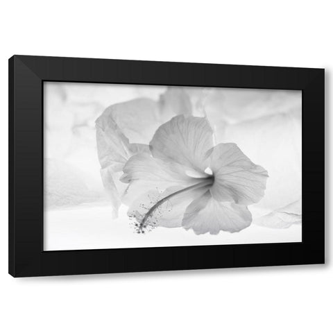 Hibiscus Flower and Tissue Paper with Light Black Modern Wood Framed Art Print with Double Matting by Beraldo, Zandina Muench