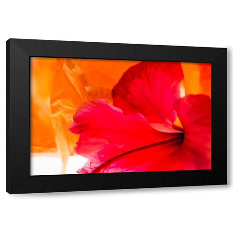 Hibiscus Flower and Tissue Paper with Light Black Modern Wood Framed Art Print with Double Matting by Beraldo, Zandina Muench