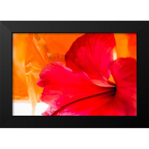 Hibiscus Flower and Tissue Paper with Light Black Modern Wood Framed Art Print by Beraldo, Zandina Muench