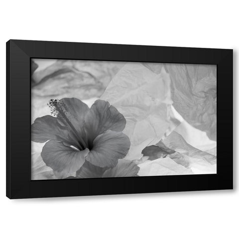 Hibiscus Flower and Tissue Paper with Light Black Modern Wood Framed Art Print with Double Matting by Beraldo, Zandina Muench