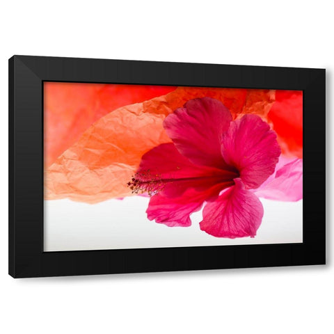 Hibiscus Flower and Tissue Paper with Light Black Modern Wood Framed Art Print with Double Matting by Beraldo, Zandina Muench