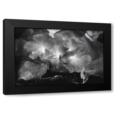Hibiscus Flower and Tissue Paper with Light Black Modern Wood Framed Art Print by Beraldo, Zandina Muench