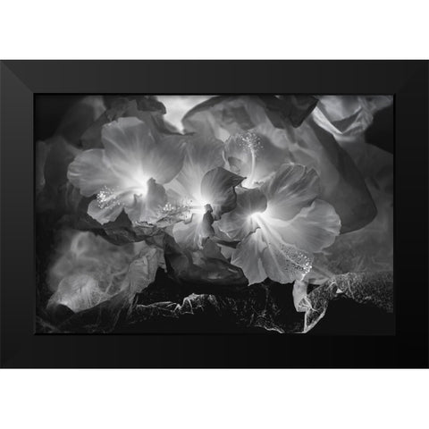 Hibiscus Flower and Tissue Paper with Light Black Modern Wood Framed Art Print by Beraldo, Zandina Muench
