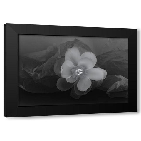 Black and white flower Black Modern Wood Framed Art Print with Double Matting by Beraldo, Zandina Muench