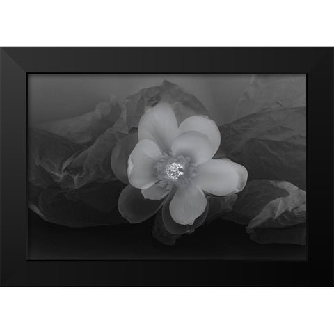 Black and white flower Black Modern Wood Framed Art Print by Beraldo, Zandina Muench