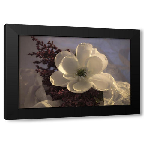 Close-up of flower Black Modern Wood Framed Art Print by Beraldo, Zandina Muench