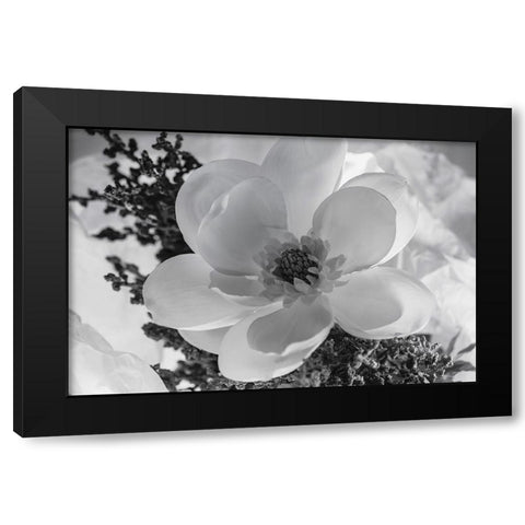 Close-up of flower Black Modern Wood Framed Art Print by Beraldo, Zandina Muench