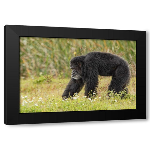 Adult male Chimpanzee-Pan troglodytes Black Modern Wood Framed Art Print with Double Matting by Jones, Adam