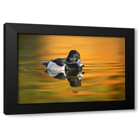 Ring-necked duck Black Modern Wood Framed Art Print with Double Matting by Jones, Adam