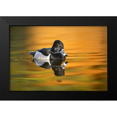 Ring-necked duck Black Modern Wood Framed Art Print by Jones, Adam