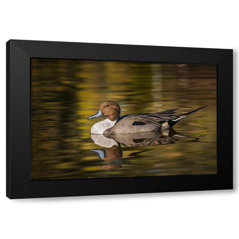 Pintail duck Black Modern Wood Framed Art Print by Jones, Adam