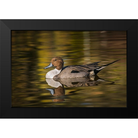 Pintail duck Black Modern Wood Framed Art Print by Jones, Adam