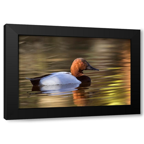 Canvasback duck Black Modern Wood Framed Art Print with Double Matting by Jones, Adam