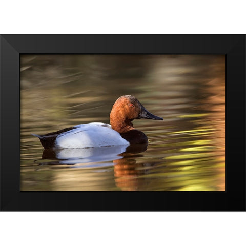 Canvasback duck Black Modern Wood Framed Art Print by Jones, Adam