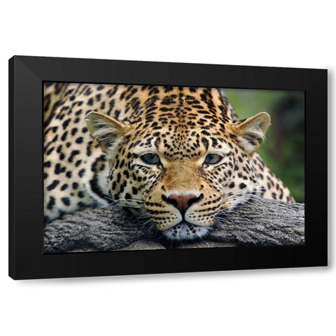 Leopard resting facing forward-captive animal Black Modern Wood Framed Art Print by Jones, Adam