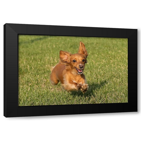 Miniature Dachshund running toward camera Black Modern Wood Framed Art Print by Jones, Adam