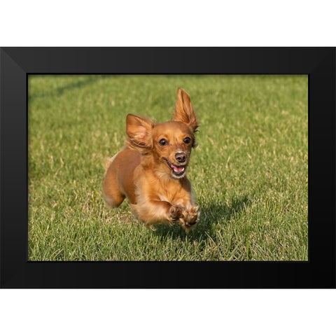 Miniature Dachshund running toward camera Black Modern Wood Framed Art Print by Jones, Adam