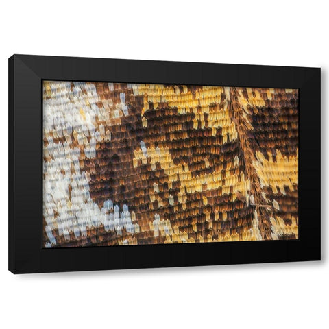 Close-up of butterfly wing scales Black Modern Wood Framed Art Print with Double Matting by Jones, Adam