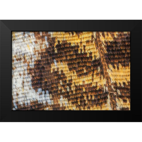 Close-up of butterfly wing scales Black Modern Wood Framed Art Print by Jones, Adam