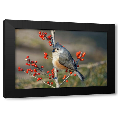 Tufted titmouse among red berries in winter Black Modern Wood Framed Art Print with Double Matting by Jones, Adam