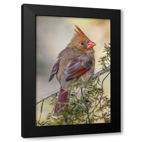 Female northern cardinal in winter Black Modern Wood Framed Art Print with Double Matting by Jones, Adam