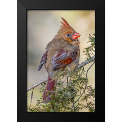 Female northern cardinal in winter Black Modern Wood Framed Art Print by Jones, Adam