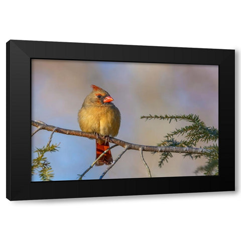 Female northern cardinal in winter Black Modern Wood Framed Art Print with Double Matting by Jones, Adam