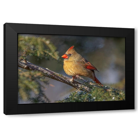 Female northern cardinal in winter Black Modern Wood Framed Art Print by Jones, Adam