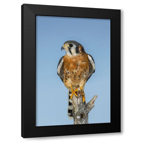 Male American Kestrel Black Modern Wood Framed Art Print by Jones, Adam