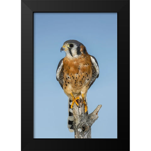 Male American Kestrel Black Modern Wood Framed Art Print by Jones, Adam