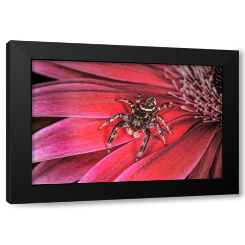Bold Jumping spider Black Modern Wood Framed Art Print by Jones, Adam
