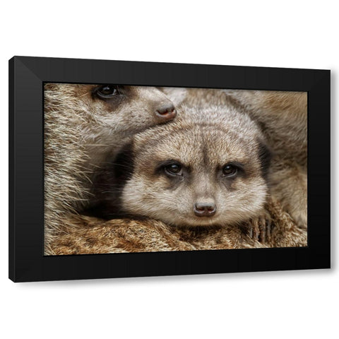 Meerkat family sleeping together Black Modern Wood Framed Art Print with Double Matting by Jones, Adam