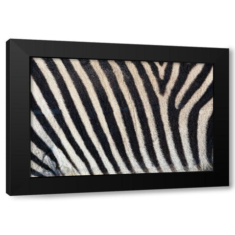 Burchells zebra pattern of black and white stripes Black Modern Wood Framed Art Print by Jones, Adam