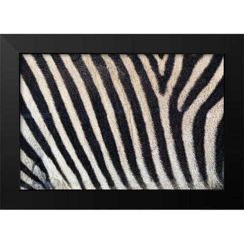 Burchells zebra pattern of black and white stripes Black Modern Wood Framed Art Print by Jones, Adam
