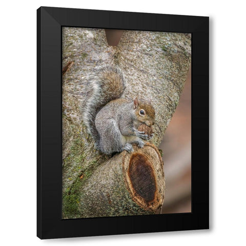 Gray Squirrel eating a walnut from favorite perch Black Modern Wood Framed Art Print with Double Matting by Jones, Adam