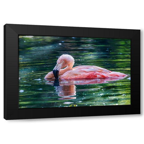 Chilean flamingo swimming Black Modern Wood Framed Art Print by Jones, Adam