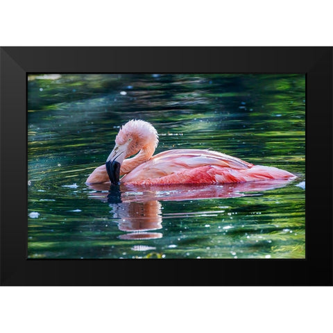 Chilean flamingo swimming Black Modern Wood Framed Art Print by Jones, Adam