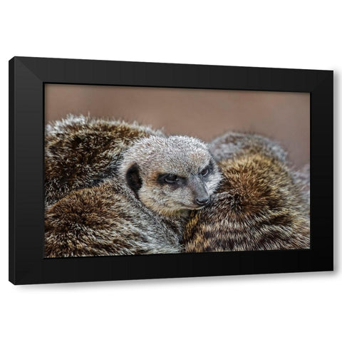 Meerkat family sleeping together Black Modern Wood Framed Art Print with Double Matting by Jones, Adam