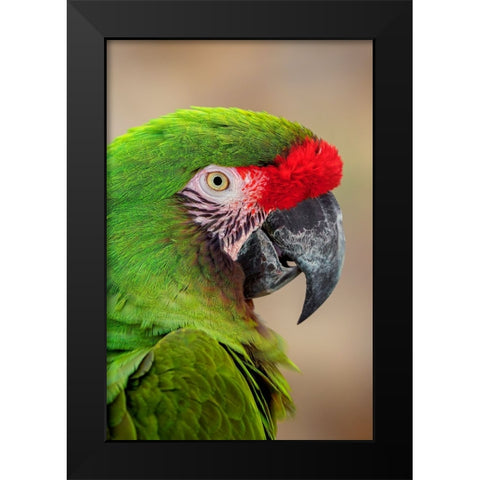 Great green macaw-native to South America Black Modern Wood Framed Art Print by Jones, Adam