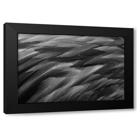 Black and white of pattern in American flamingo feathers Black Modern Wood Framed Art Print by Jones, Adam
