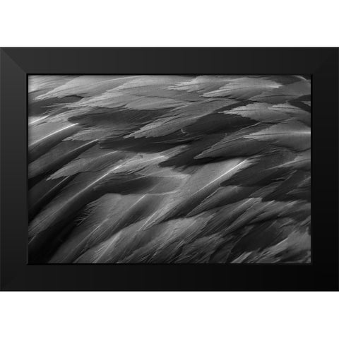 Black and white of pattern in American flamingo feathers Black Modern Wood Framed Art Print by Jones, Adam