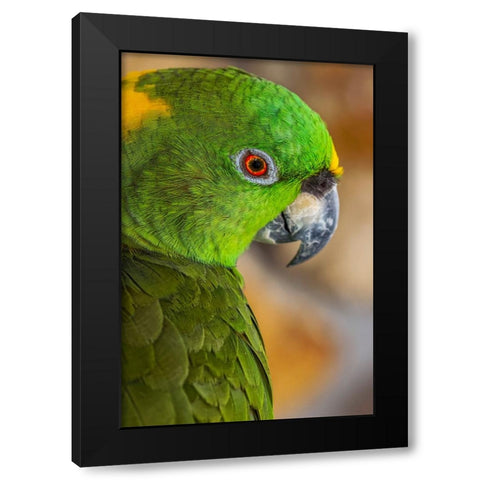 Yellow-napped Amazon parrot portrait Black Modern Wood Framed Art Print by Jones, Adam